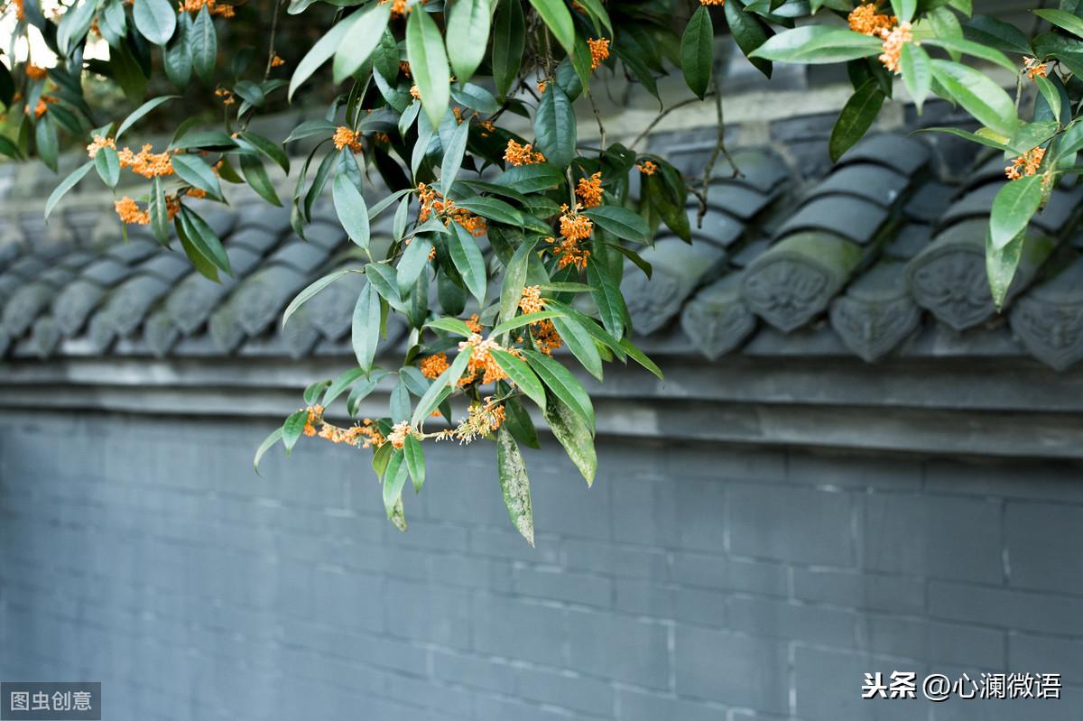 伊秋风最新小说，学习之旅的奇妙变化与自信成就感的碰撞